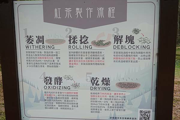 紅茶製作過程-八甲茶園.JPG