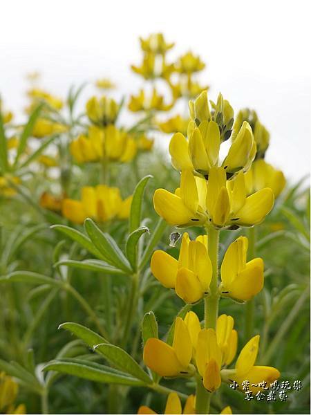 八甲茶園-魯冰花 (5).jpg