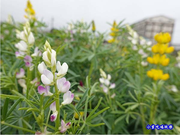 貓裏紅-八甲茶園魯冰花季 (22).jpg