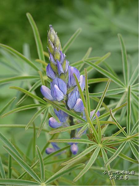 貓裏紅-八甲茶園魯冰花季 (14).jpg