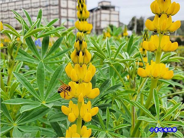 貓裏紅-八甲茶園魯冰花季 (3).jpg