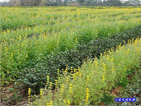 貓裏紅-八甲茶園魯冰花季 (27).jpg