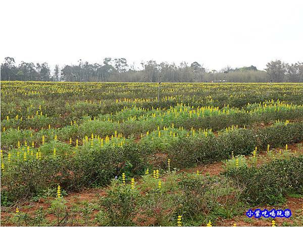 貓裏紅-八甲茶園魯冰花季 (9).jpg