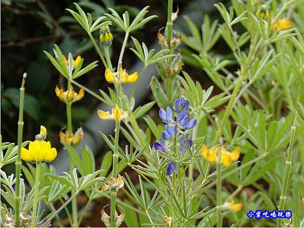 貓裏紅-八甲茶園魯冰花季 (12).jpg