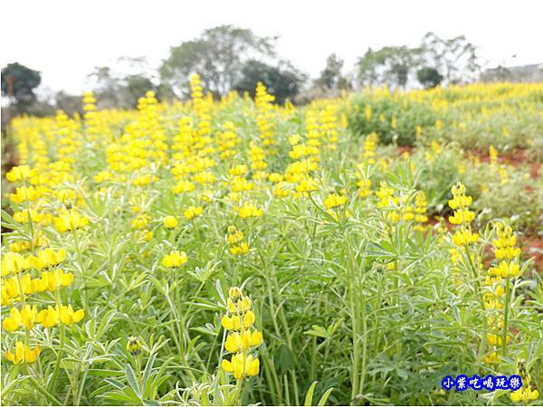 八甲茶園-魯冰花 (3).jpg