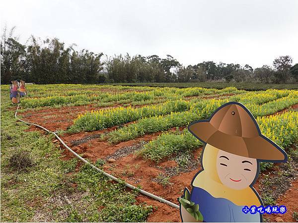 八甲茶園-魯冰花  (5).jpg