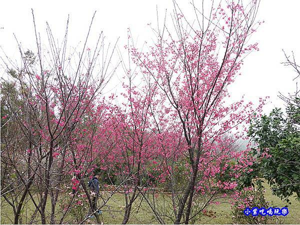 八甲茶園旁櫻花 (2).jpg