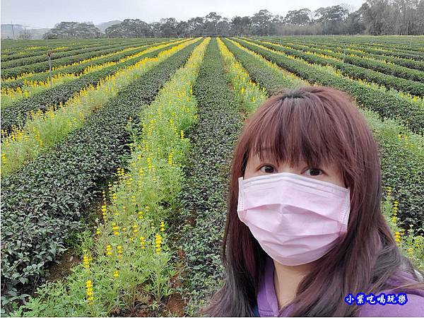 貓裏紅-八甲茶園魯冰花季 (4).jpg