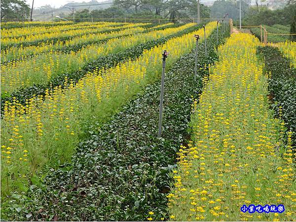 貓裏紅-八甲茶園魯冰花季 (28).jpg