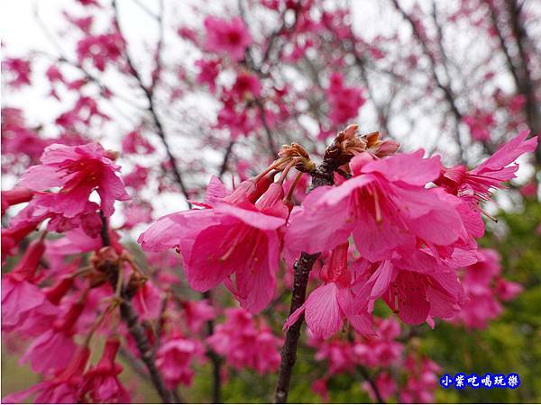 八甲茶園旁櫻花 (3).jpg