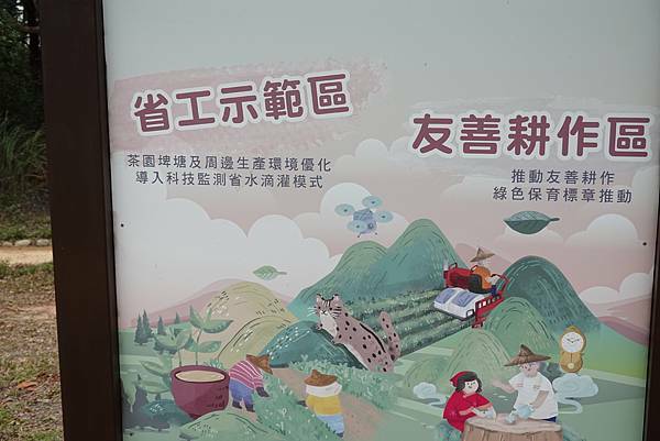 貓裏紅-八甲茶園魯冰花季 (5).JPG