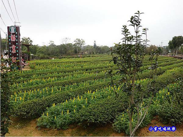 貓裏紅-八甲茶園魯冰花季 (15).jpg