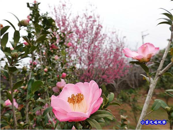 八甲茶園旁櫻花 (6).jpg