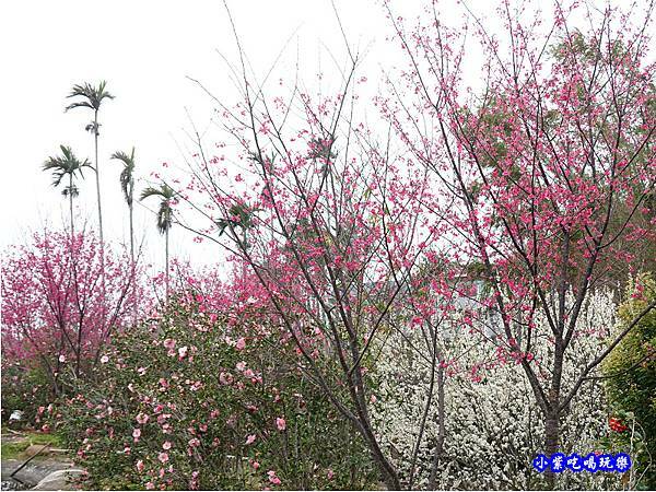 八甲茶園旁櫻花 (7).jpg