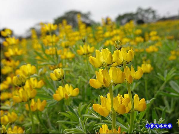 八甲茶園-魯冰花 (4).jpg