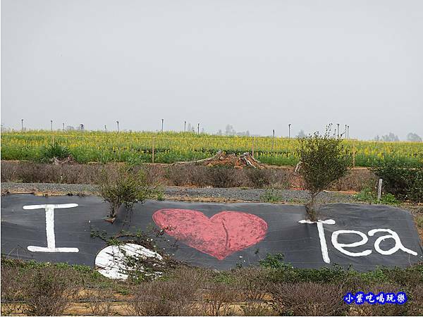 貓裏紅-八甲茶園魯冰花季 (25).jpg