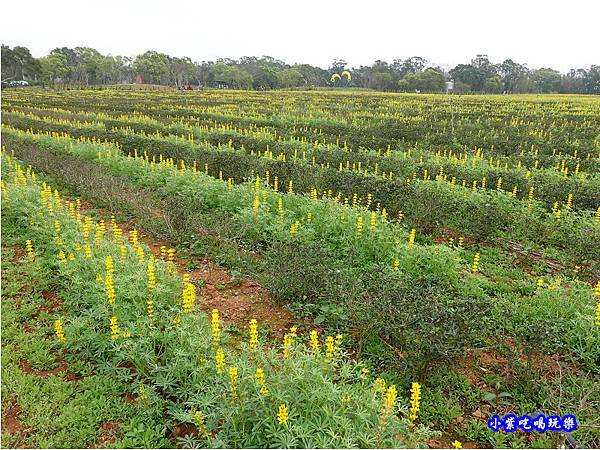 貓裏紅-八甲茶園魯冰花季 (11).jpg