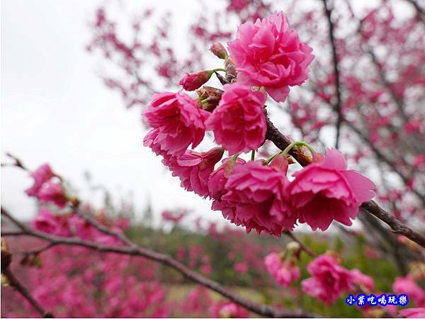 八甲茶園旁櫻花 (5).jpg