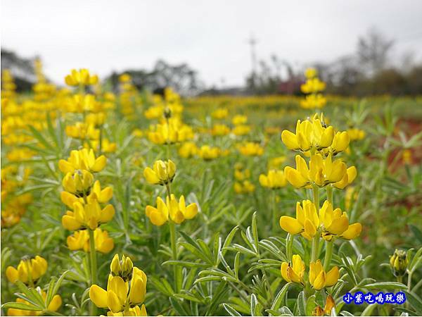 八甲茶園-魯冰花 (7).jpg