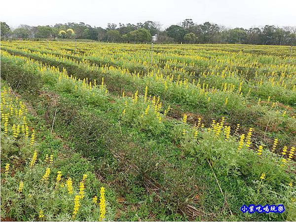 貓裏紅-八甲茶園魯冰花季 (33).jpg
