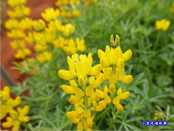 八甲茶園-魯冰花  (3).jpg