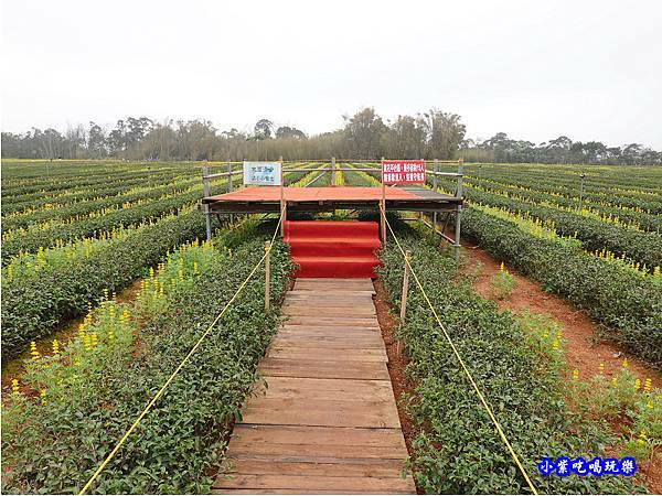 貓裏紅-八甲茶園魯冰花季 (29).jpg