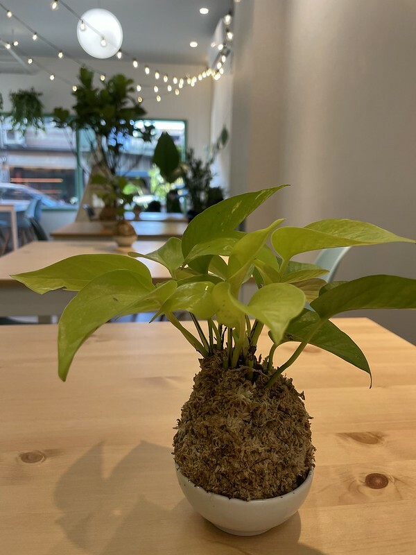 【台灣，桃園市，中壢區】莒光公園旁的森林系咖啡館/甜點店~森凝 MORI 甜點輕食。(中壢咖啡館/中壢甜點店）