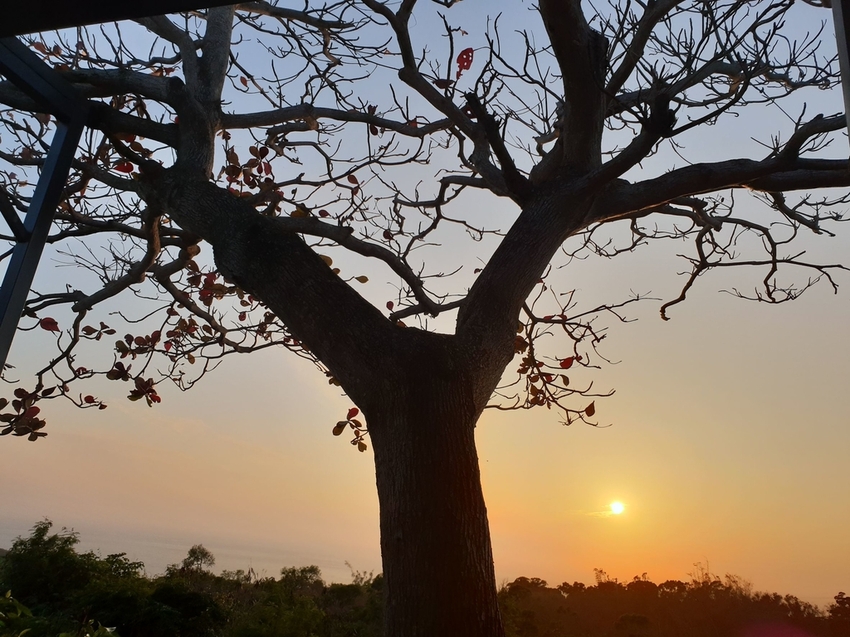 241345.jpg - 【屏東.恆春】迷路為了看花緩民宿。可觀看到超美夕陽。有店狗哈士奇一隻。下午茶有提供咖啡飲品免費暢喝