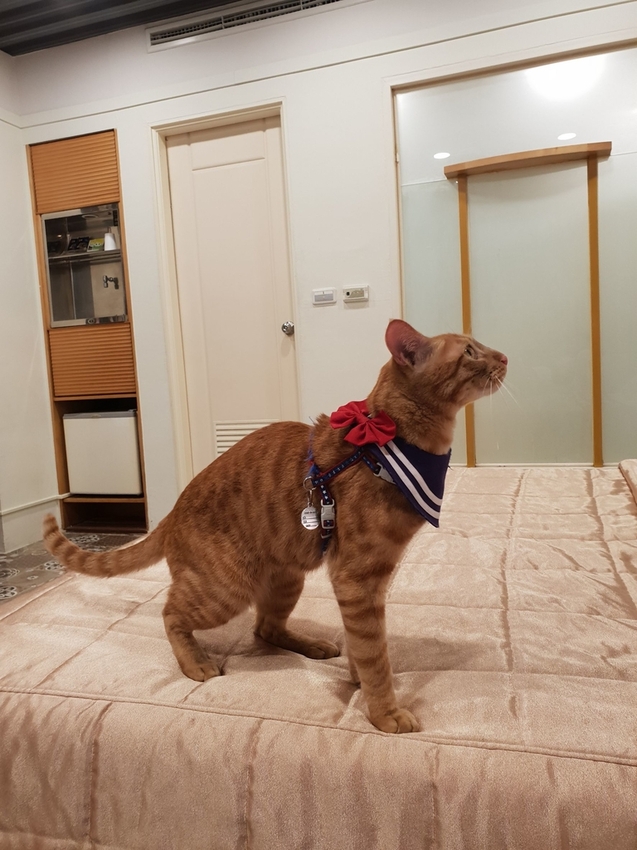 240768.jpg - 【台南.安平】允頌汽車旅館。一房一車庫。寵物友善住宿