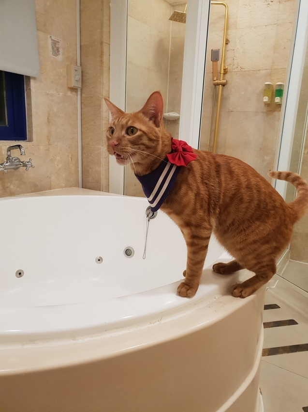 240775.jpg - 【台南.安平】允頌汽車旅館。一房一車庫。寵物友善住宿