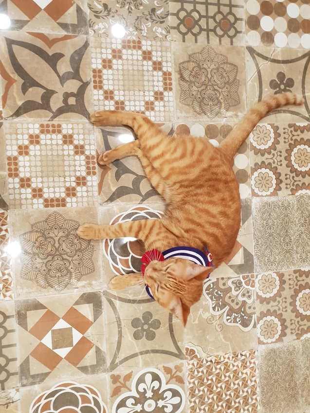 240779.jpg - 【台南.安平】允頌汽車旅館。一房一車庫。寵物友善住宿