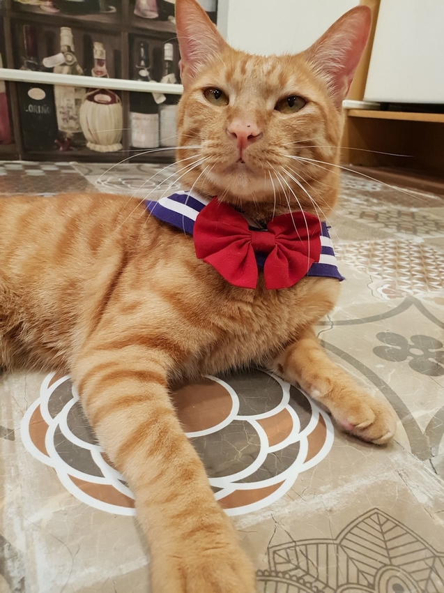 240778.jpg - 【台南.安平】允頌汽車旅館。一房一車庫。寵物友善住宿