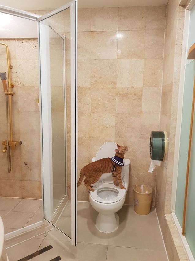 240774.jpg - 【台南.安平】允頌汽車旅館。一房一車庫。寵物友善住宿