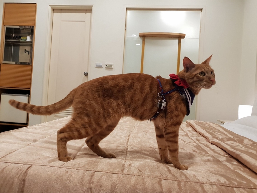 240769.jpg - 【台南.安平】允頌汽車旅館。一房一車庫。寵物友善住宿