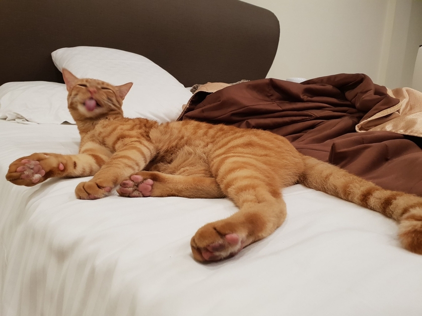 240777.jpg - 【台南.安平】允頌汽車旅館。一房一車庫。寵物友善住宿