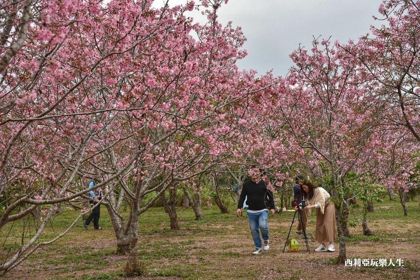 台中新社區|2021新社月湖莊園 富士櫻爆炸開 九重葛花牆 台中限定賞櫻秘境 台中IG打卡熱點 春日限定景點 探訪日期:110/03/07|西莉亞玩樂人生 03.jpg