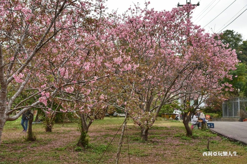 台中新社區|2021新社月湖莊園 富士櫻爆炸開 九重葛花牆 台中限定賞櫻秘境 台中IG打卡熱點 春日限定景點 探訪日期:110/03/07|西莉亞玩樂人生 26.jpg