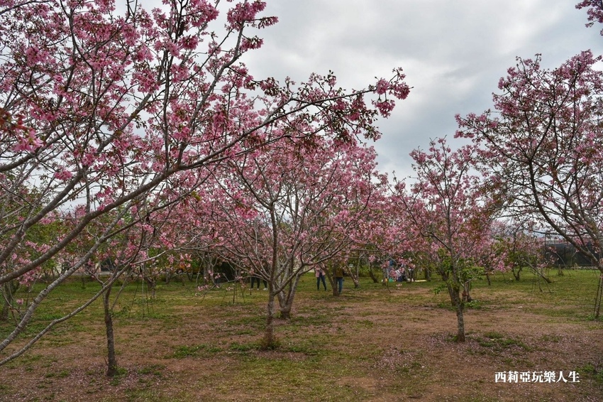 台中新社區|2021新社月湖莊園 富士櫻爆炸開 九重葛花牆 台中限定賞櫻秘境 台中IG打卡熱點 春日限定景點 探訪日期:110/03/07|西莉亞玩樂人生 13.jpg