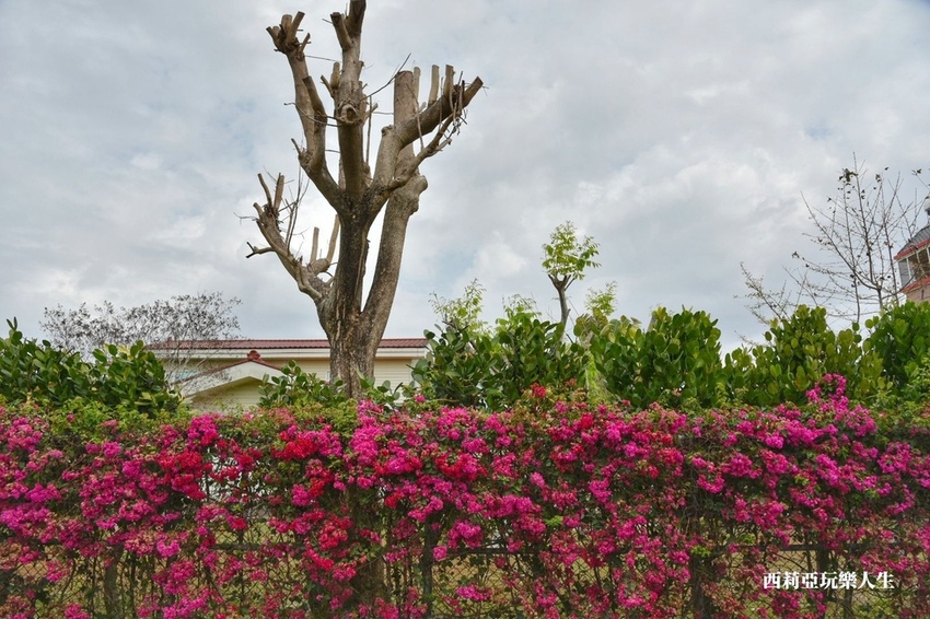 台中新社區|2021新社月湖莊園 富士櫻爆炸開 九重葛花牆 台中限定賞櫻秘境 台中IG打卡熱點 春日限定景點 探訪日期:110/03/07|西莉亞玩樂人生 22.jpg