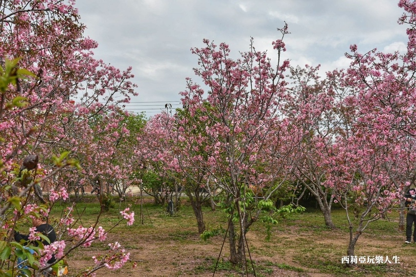 台中新社區|2021新社月湖莊園 富士櫻爆炸開 九重葛花牆 台中限定賞櫻秘境 台中IG打卡熱點 春日限定景點 探訪日期:110/03/07|西莉亞玩樂人生 04.jpg