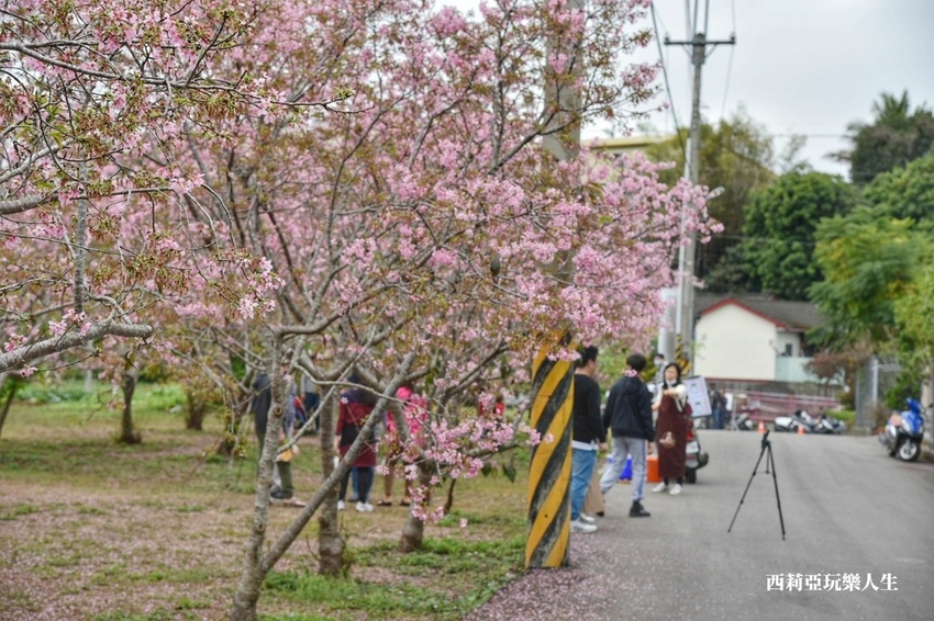 台中新社區|2021新社月湖莊園 富士櫻爆炸開 九重葛花牆 台中限定賞櫻秘境 台中IG打卡熱點 春日限定景點 探訪日期:110/03/07|西莉亞玩樂人生 20.jpg