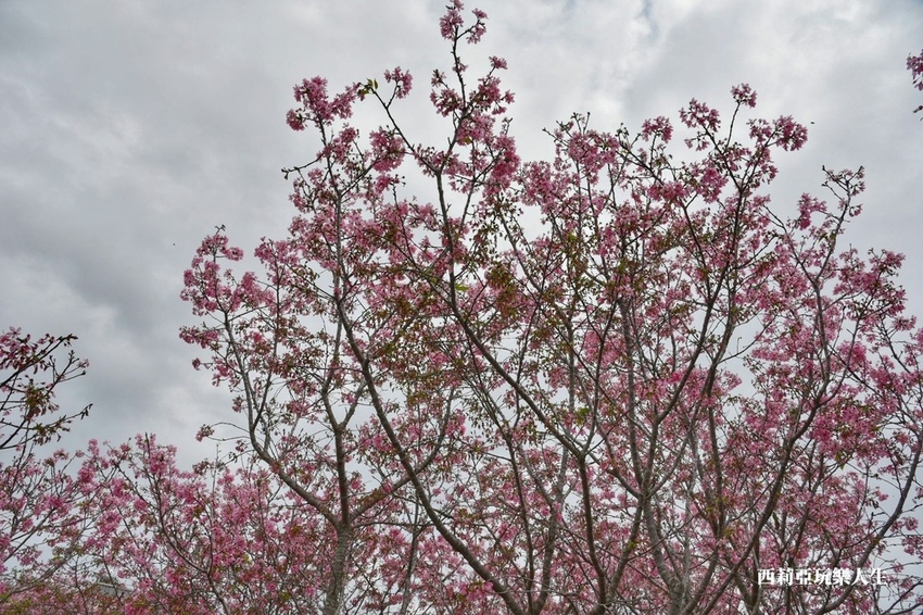 台中新社區|2021新社月湖莊園 富士櫻爆炸開 九重葛花牆 台中限定賞櫻秘境 台中IG打卡熱點 春日限定景點 探訪日期:110/03/07|西莉亞玩樂人生 08.jpg