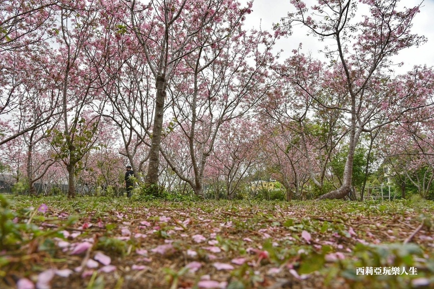 台中新社區|2021新社月湖莊園 富士櫻爆炸開 九重葛花牆 台中限定賞櫻秘境 台中IG打卡熱點 春日限定景點 探訪日期:110/03/07|西莉亞玩樂人生 16.jpg