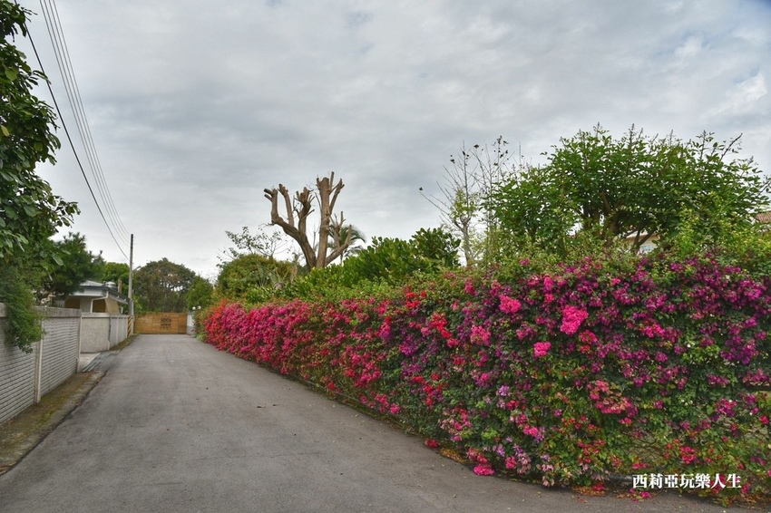 台中新社區|2021新社月湖莊園 富士櫻爆炸開 九重葛花牆 台中限定賞櫻秘境 台中IG打卡熱點 春日限定景點 探訪日期:110/03/07|西莉亞玩樂人生 21.jpg