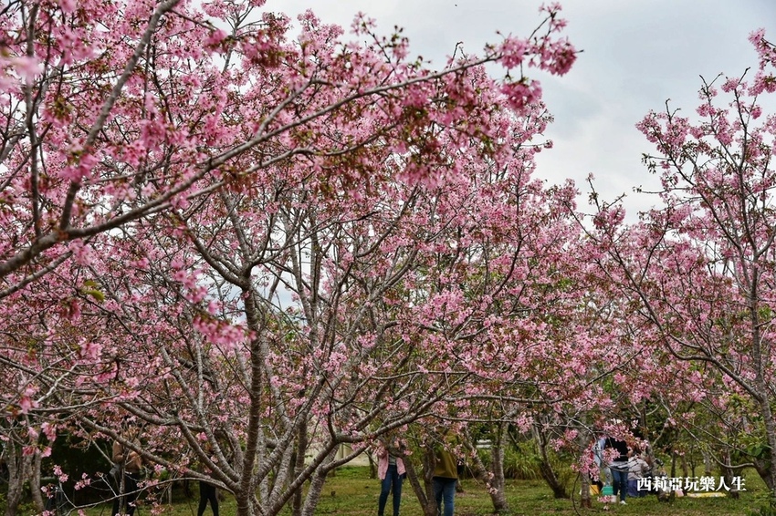 台中新社區|2021新社月湖莊園 富士櫻爆炸開 九重葛花牆 台中限定賞櫻秘境 台中IG打卡熱點 春日限定景點 探訪日期:110/03/07|西莉亞玩樂人生 19.jpg