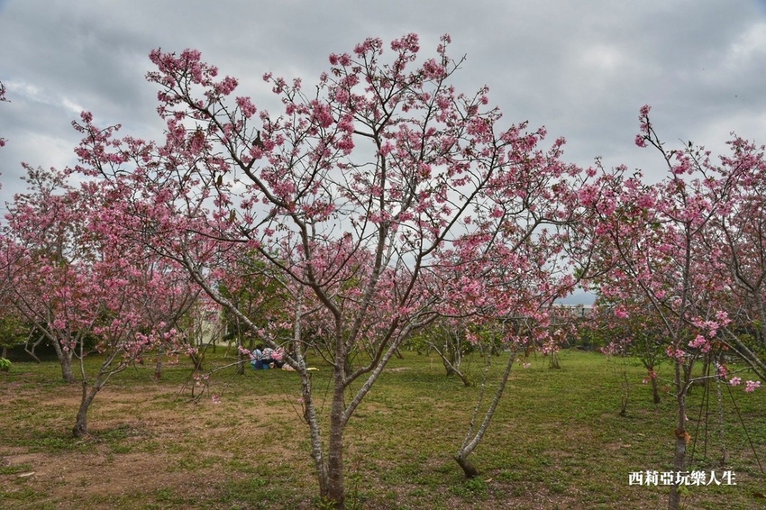 台中新社區|2021新社月湖莊園 富士櫻爆炸開 九重葛花牆 台中限定賞櫻秘境 台中IG打卡熱點 春日限定景點 探訪日期:110/03/07|西莉亞玩樂人生 02.jpg