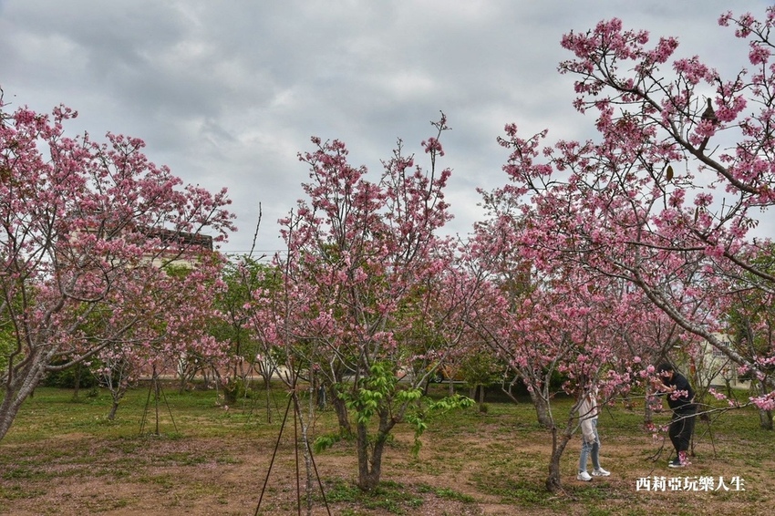 台中新社區|2021新社月湖莊園 富士櫻爆炸開 九重葛花牆 台中限定賞櫻秘境 台中IG打卡熱點 春日限定景點 探訪日期:110/03/07|西莉亞玩樂人生 07.jpg