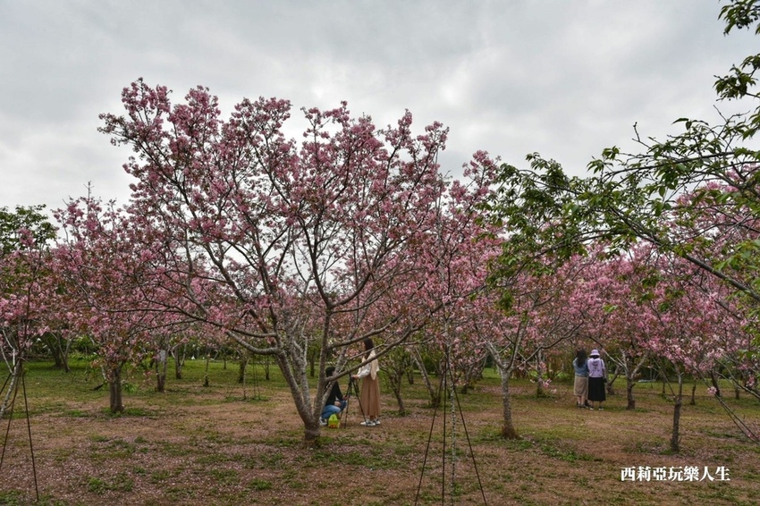 台中新社區|2021新社月湖莊園 富士櫻爆炸開 九重葛花牆 台中限定賞櫻秘境 台中IG打卡熱點 春日限定景點 探訪日期:110/03/07|西莉亞玩樂人生 12.jpg