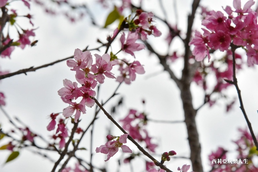 台中新社區|2021新社月湖莊園 富士櫻爆炸開 九重葛花牆 台中限定賞櫻秘境 台中IG打卡熱點 春日限定景點 探訪日期:110/03/07|西莉亞玩樂人生 17.jpg