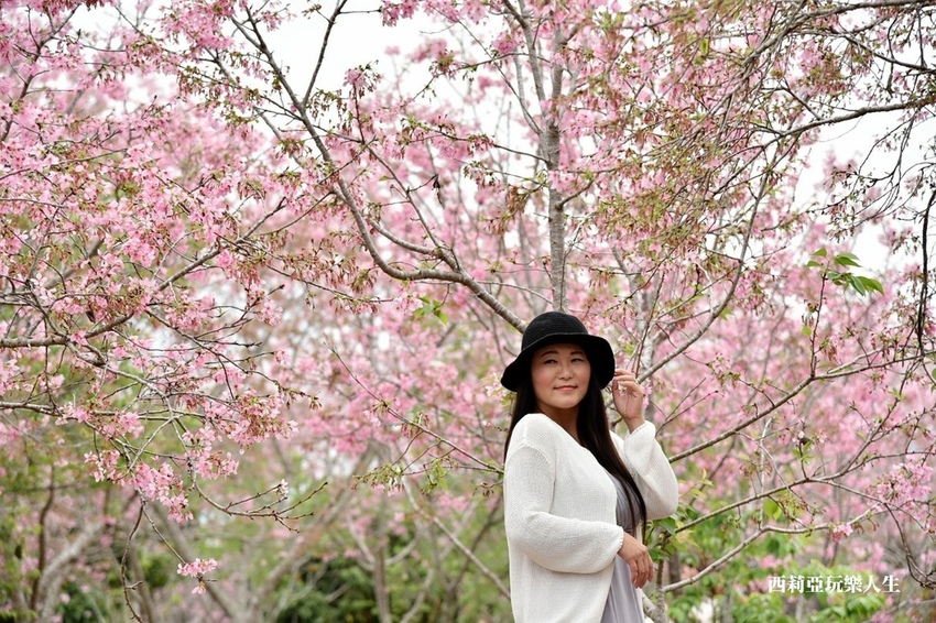 台中新社區|2021新社月湖莊園 富士櫻爆炸開 九重葛花牆 台中限定賞櫻秘境 台中IG打卡熱點 春日限定景點 探訪日期:110/03/07|西莉亞玩樂人生 06.jpg